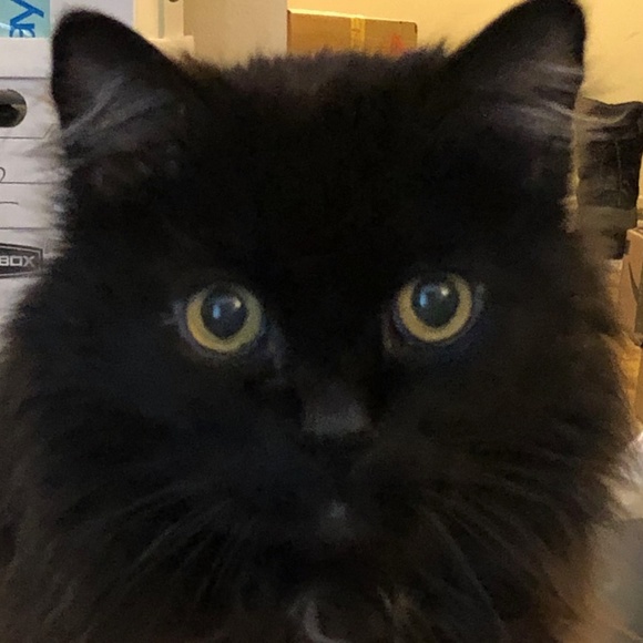 Meet your Posher, Jennifer - Picture 6 of 9